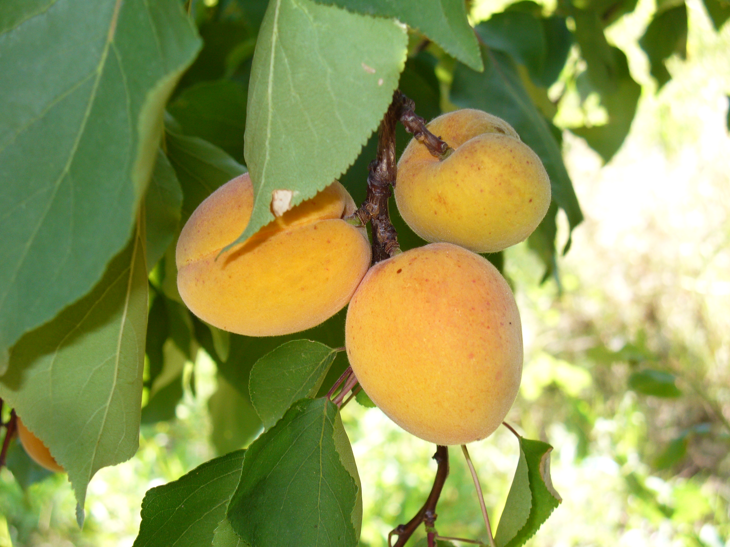 Abricots Dumas Fruits