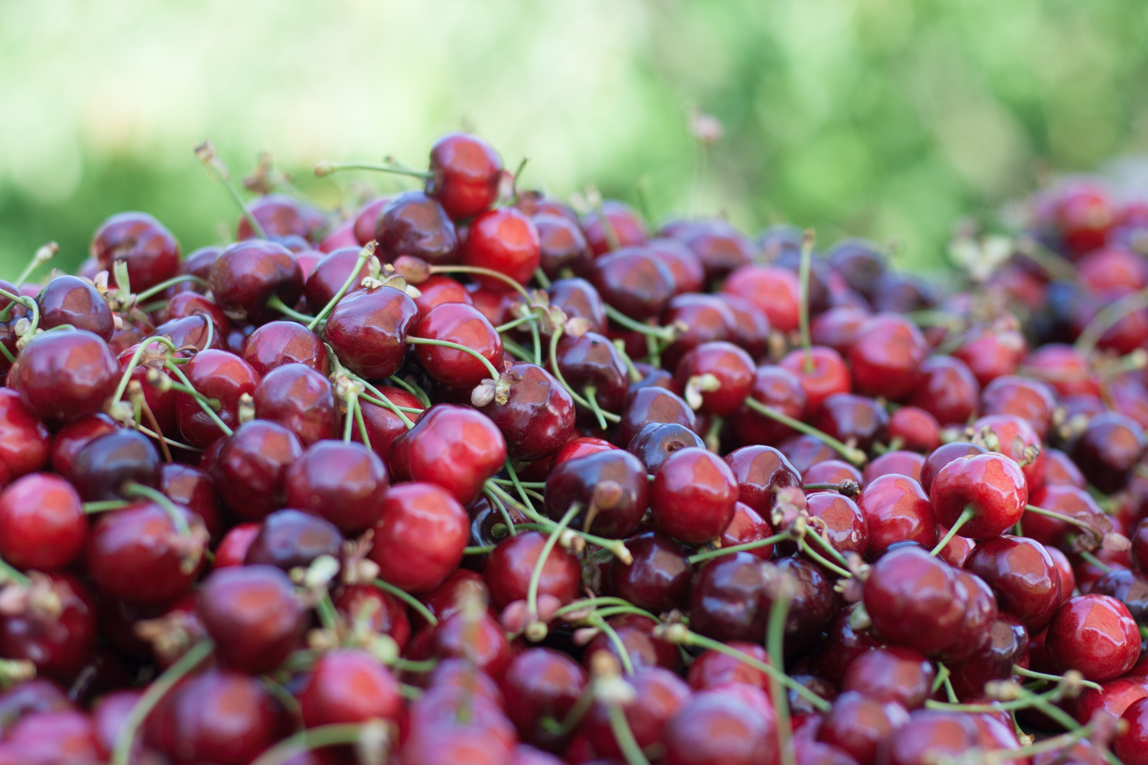 Cerises Dumas Fruits