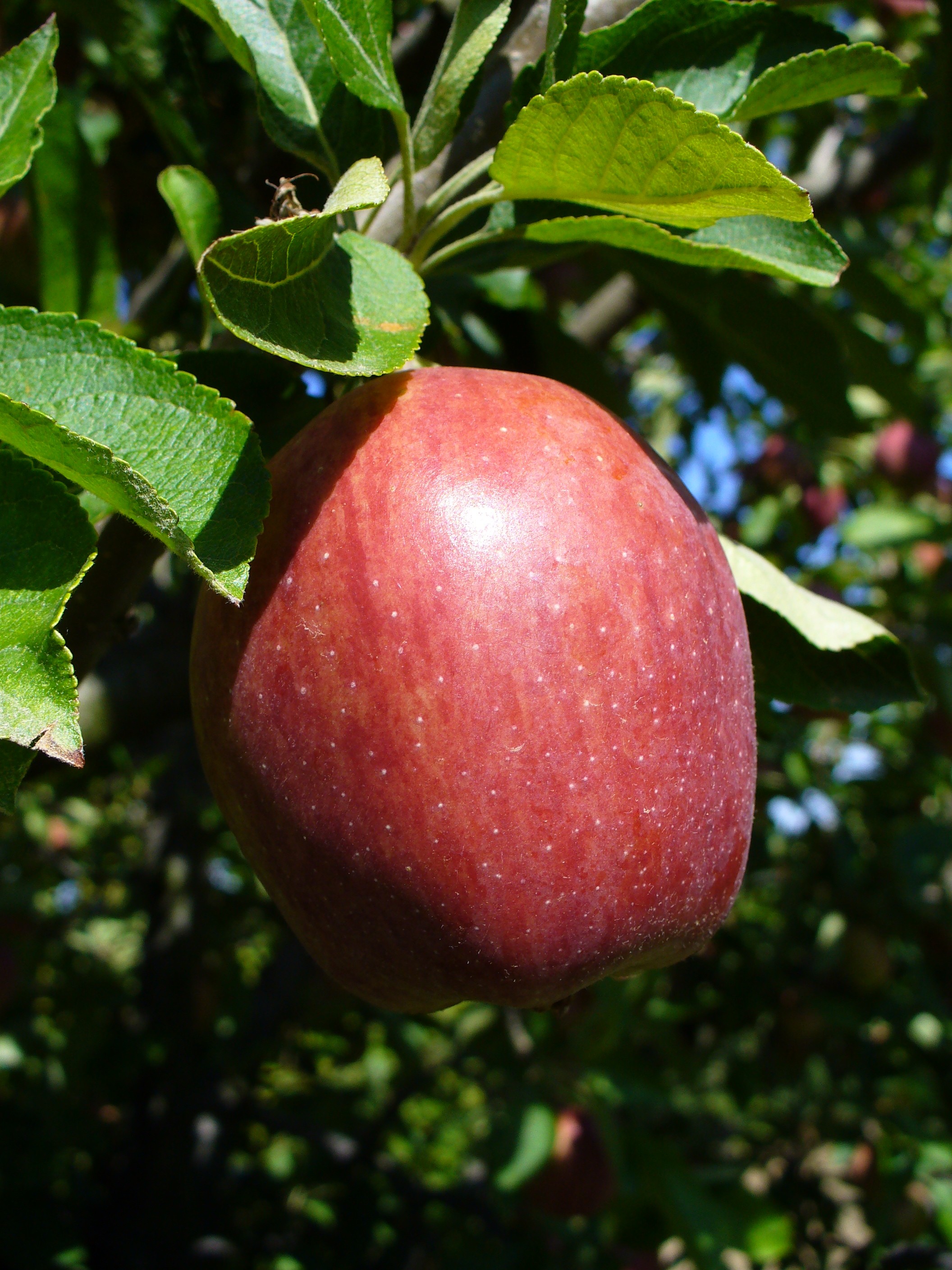 Pommes Dumas Fruits